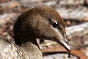 Australian Wood Duck (Chenonetta jubata)